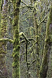 mossy woods thumbnail graphic